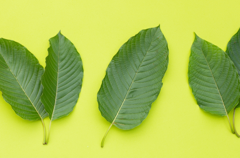 Few pieces of Kratom leaves